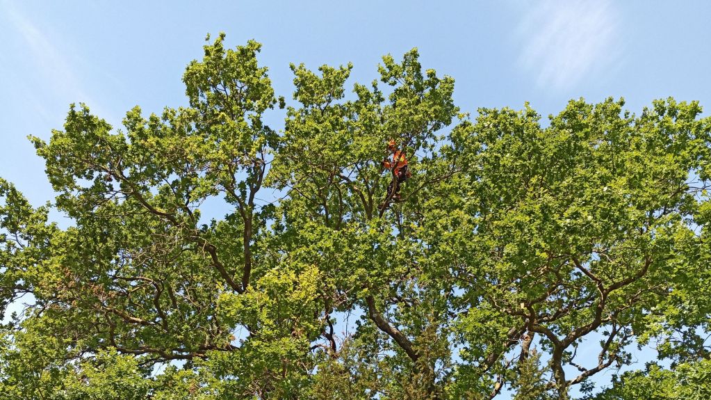 abattage arbre nimes.jpg