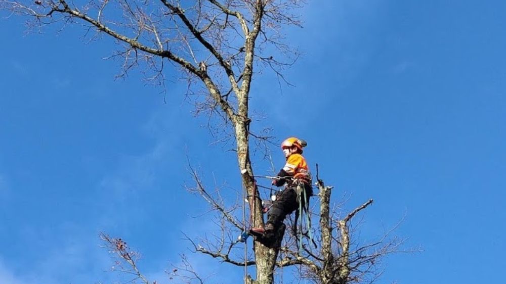 abattage d'arbres à bordeaux.jpg