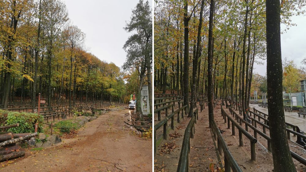 La Roche sur Yon - Abattage d’arbres aux puy du fou (85) 1.jpg