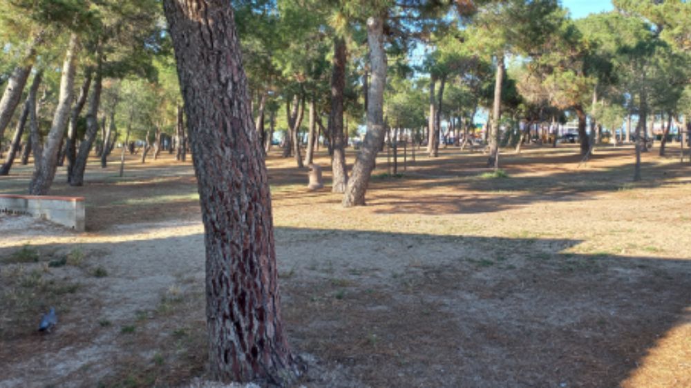 Gestion différenciée des espaces verts d'Argelès-sur-Mer (66).jpg