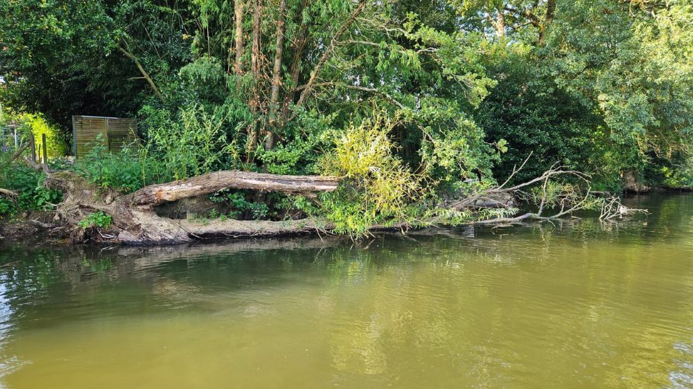 La Roche sur Yon-Débitage d’un Saule dans la rivière - Le Lay (85) 3.jpg