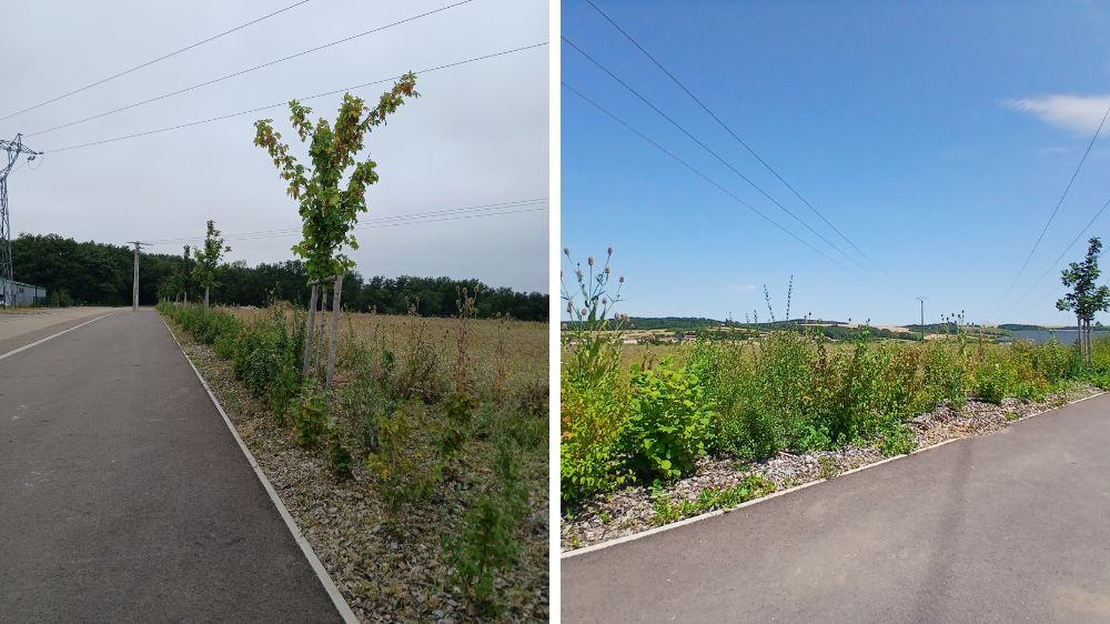 Entretien d’une zone d’activité - à Auxerre (89) 5.jpg