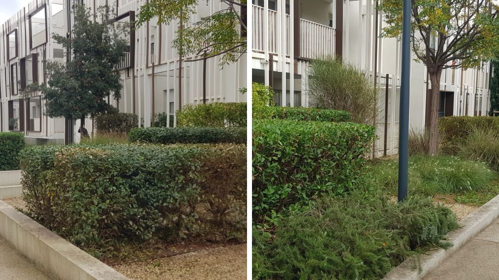 Montpellier - Entretien des Espaces verts à la résidences Mélodie Nature - Fabrègues (34) 2.jpg