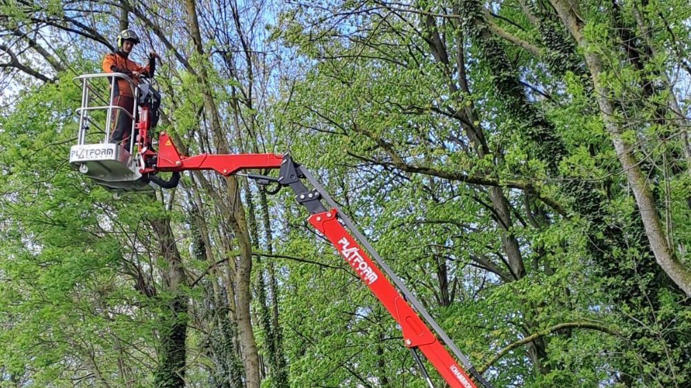 Valence - Mise en sécurité et nettoyage de lignées d’arbres à Faramans (38) 2.jpg