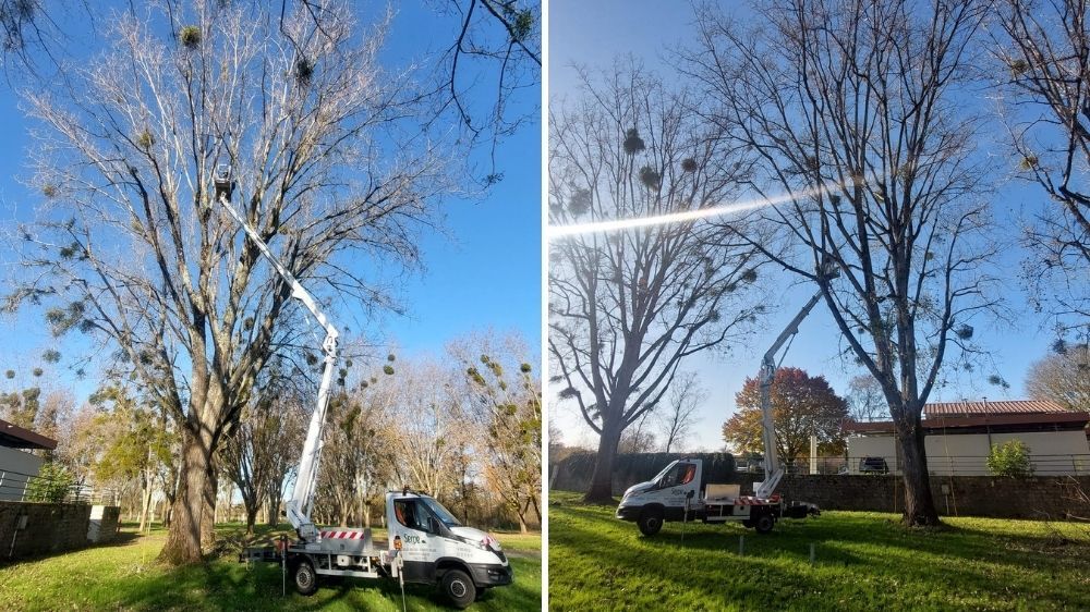 La Rochelle - Taille et abattage d’arbres pour sécurisation à Saintes (17).jpg