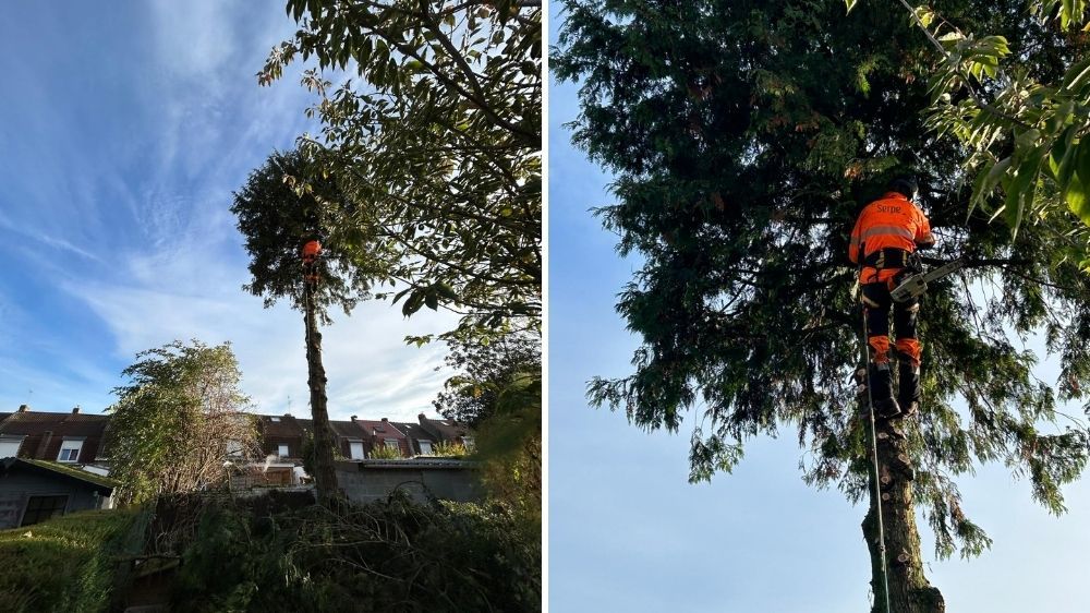 Lille - Démontage d’un sujet gênant le voisinage.jpg