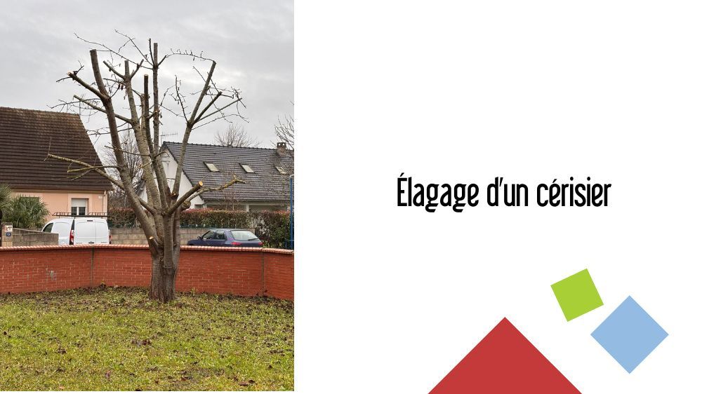 rouen - élagage d'un cérisier.jpg