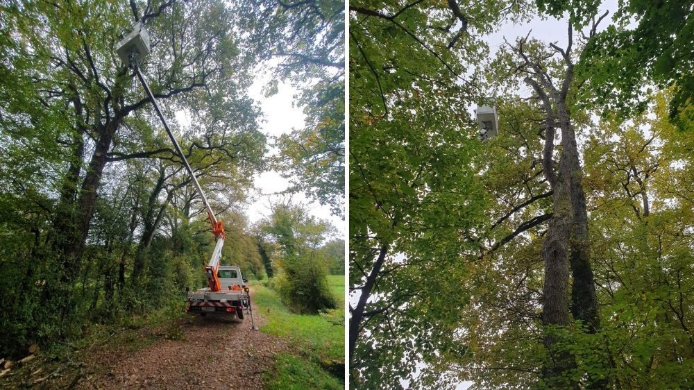 Annecy - Elagage de sécurisation des arbres sur la commune de Prévessin Moëns (01).jpg