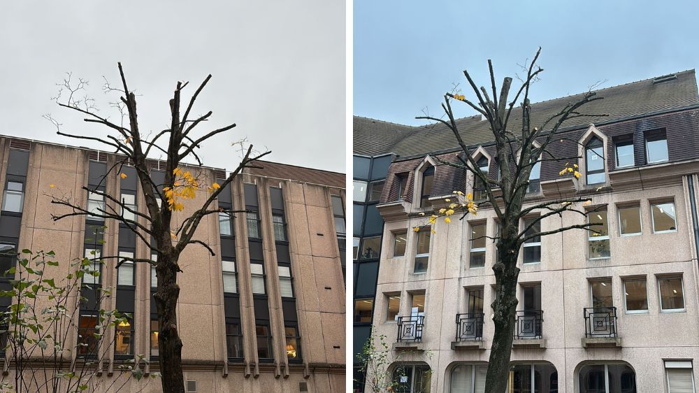 Rouen - Élagage d’un érable à Rouen pour la DSDEN.jpg