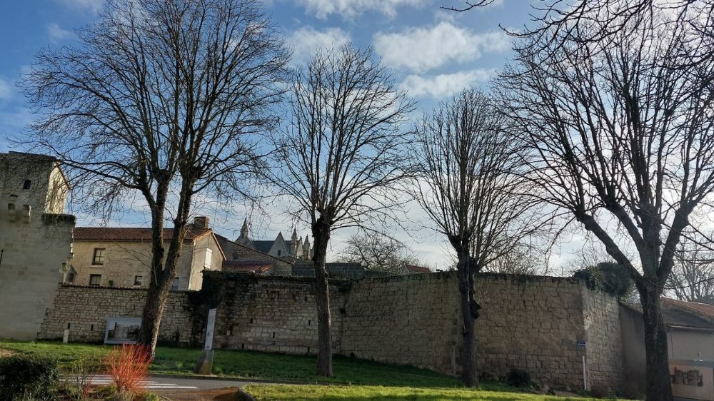 Poitiers - Taille sanitaire sur 8 marronniers.png