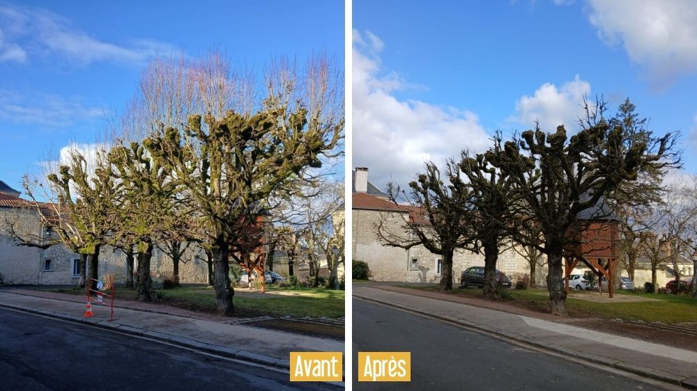 poitiers - Taille en tête de chat des tilleuls.jpg